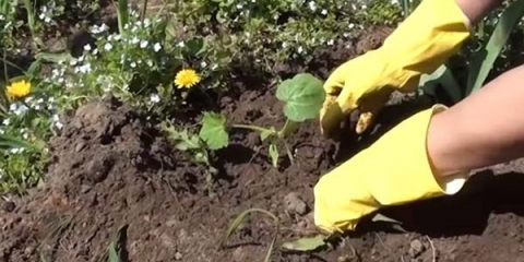 Kako posaditi tikvice